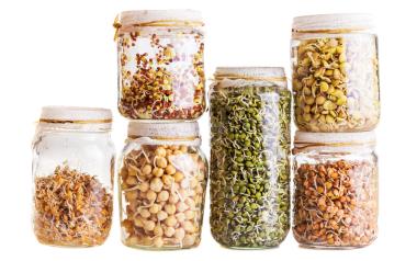 Soaking and Sprouting Pulses: Stack of Different Sprouting Seeds Growing in a Glass Jar Isolated on White Background