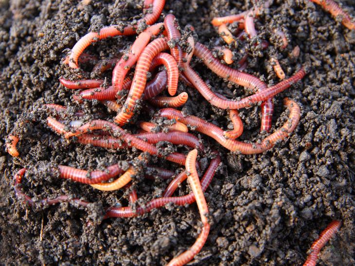 Everything You Wanted to Know About Worms