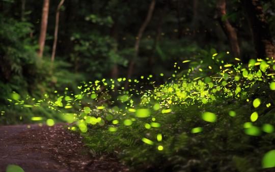 a field of fireflies