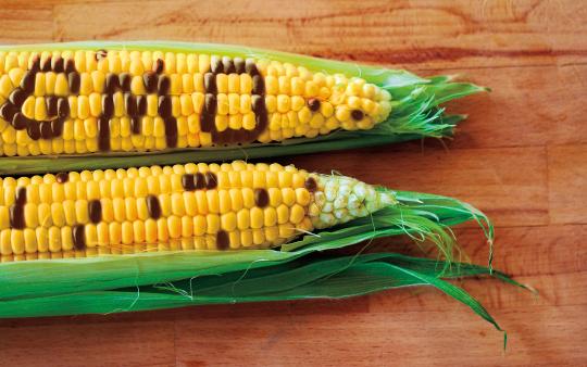 cobs of corn with GMO spelled out in kernels on one