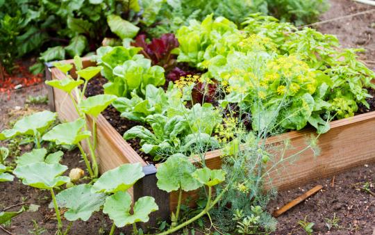 raised garden planter full of lettuce