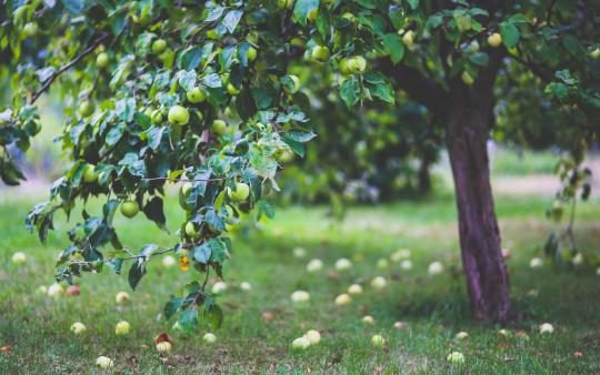 green apple tree