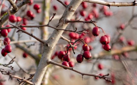 Red berries on a tree