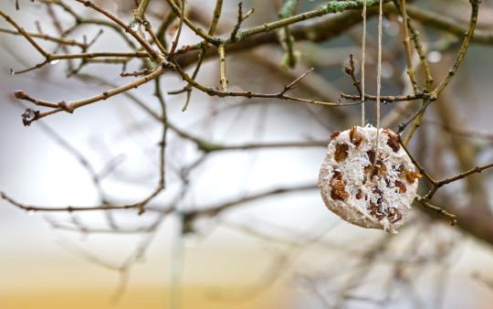 birdfeeder wreath