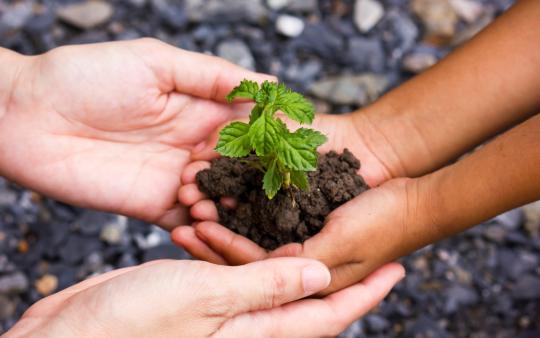 Hands holding plant