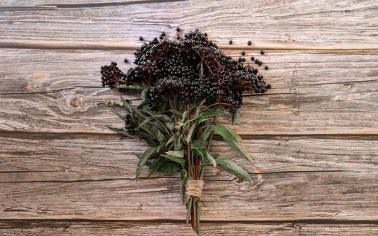 elderberry herbal medicine benefits