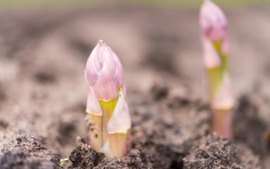 growing perennial vegetables garden spring