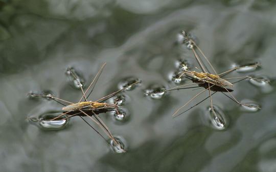 water strider