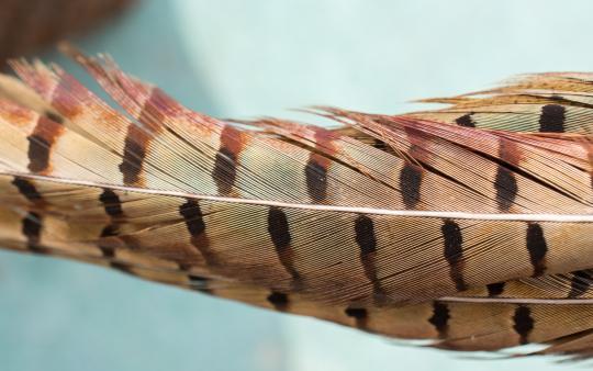 naturekids feathers activity