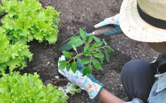 companion planting