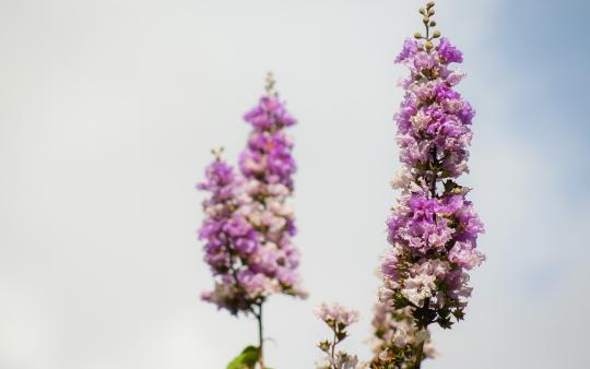 Flowers on a stalk against a blue sky with clouds.