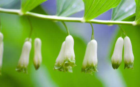 Solomon's Seal hanging from a vine