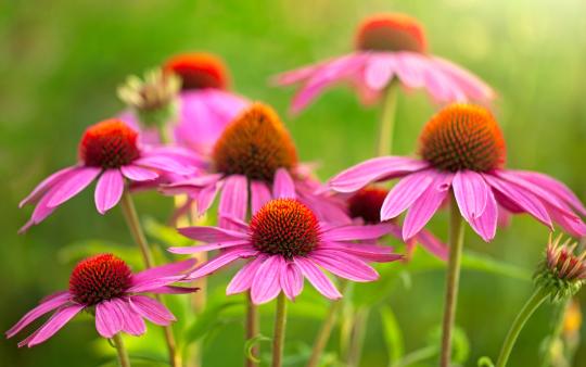 Echinacea