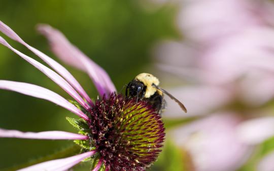 a bumble bee on a purple flower