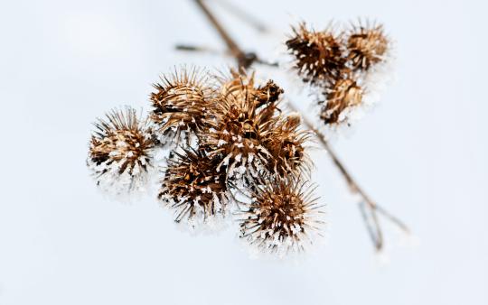 a branch with small pinecones 