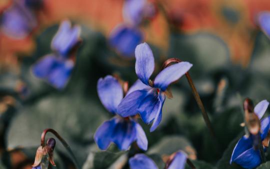 sweet violet flowers 