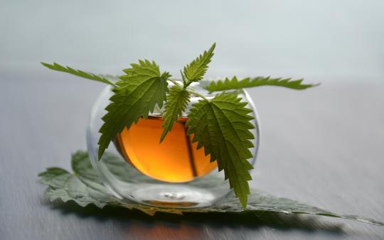 stinging nettle leaves in a spherical glass with tea