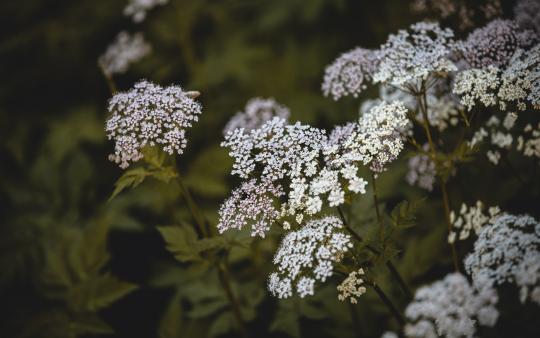 Queen Anne's Lace flowers