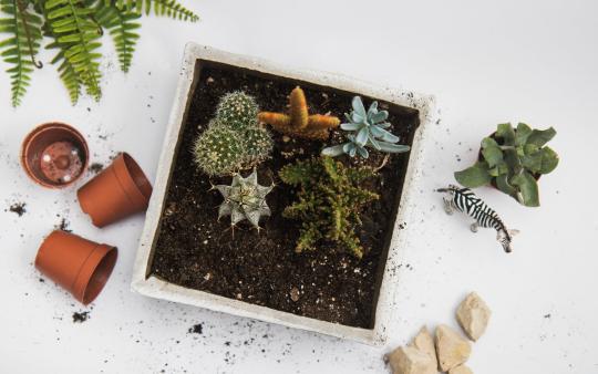 succulents in a planting box surrounded by pots