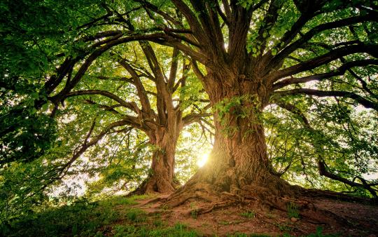 two big trees in a forest with sun filtering through leaves and branches