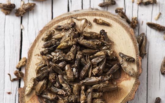 crickets on a tree slice, wooden spoon with crickets, whitewashed wooden background