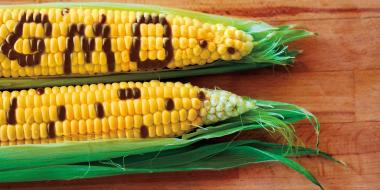 cobs of corn with GMO spelled out in kernels on one