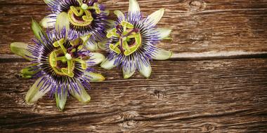 passionflower stress anxiety depression antioxidant