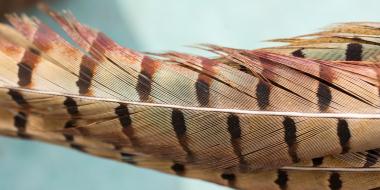 naturekids feathers activity