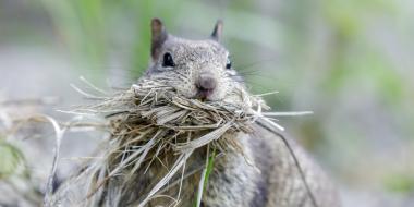 squirrel shelter