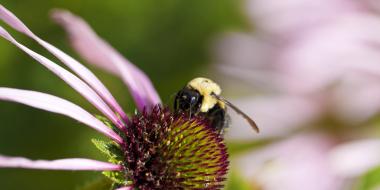 a bumble bee on a purple flower