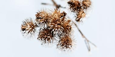 a branch with small pinecones 