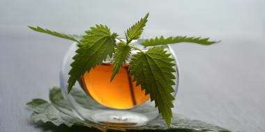 stinging nettle leaves in a spherical glass with tea