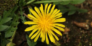 a dandelion and its leaves growing outside