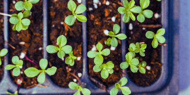 an aerial view of seedlings in a tray